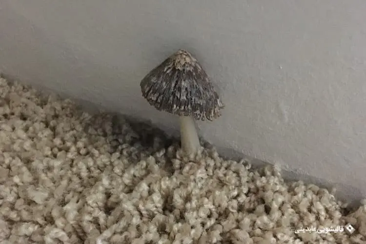 وجود قارچ در فرش