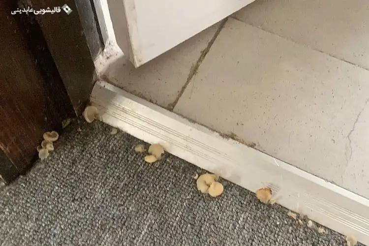 وجود قارچ پنهان در فرش